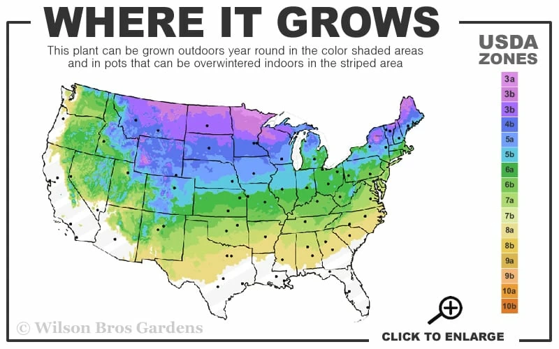 Bloomerang Dwarf Purple Lilac - 2 Gallon Pot - Image 3