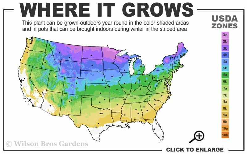 Wild Black Cherry Tree - 3 Gallon Pot - Image 3