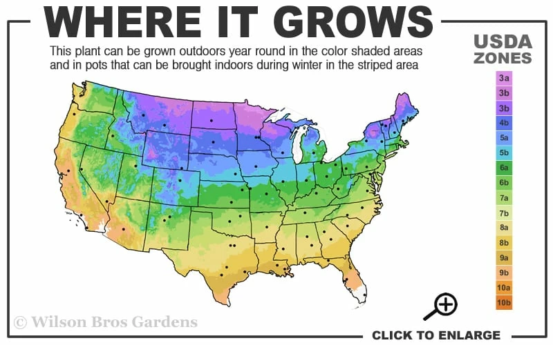 Hemstitched Reblooming Fragrant Bearded Iris- 1 Gallon Pot - Image 3