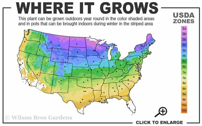 Grancy Graybeard - White Fringe Tree - 1 Gallon Pot - Image 3