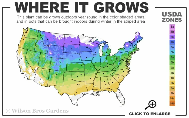 Sweet Coneflower (Rudbeckia Subtomentosa) - 1 Gallon Pot - Image 3