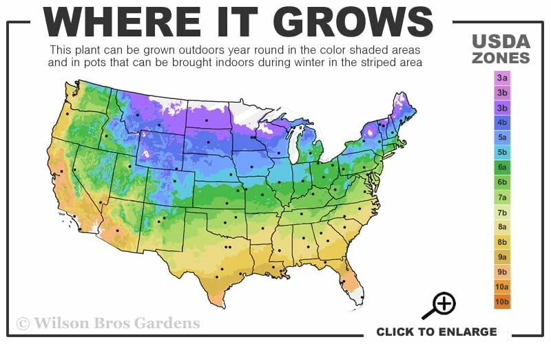 Red Chokeberry (Aronia Arbutifolia) - 3 Pack Of 1.5 Quart Pots - Image 3