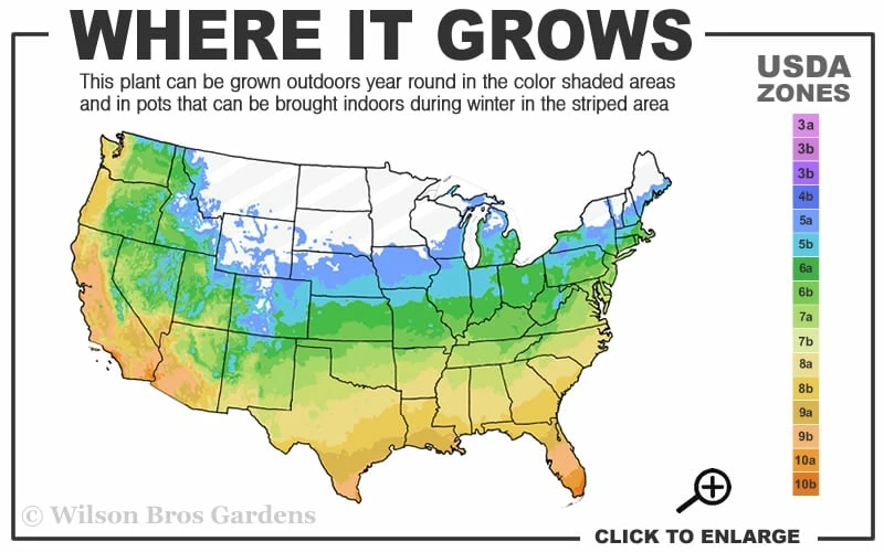 Moonglow Sweet Bay Magnolia Tree (Magnolia Virginiana 'Jim Wilson') - 7 Gallon Pot (6-7') - Image 3