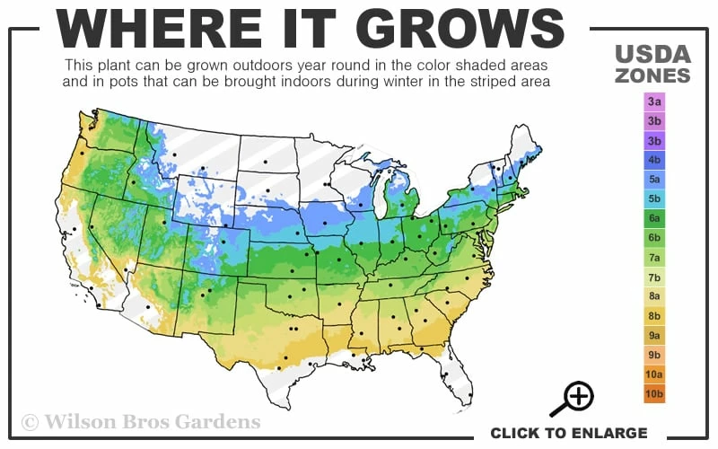 Pink Dawn Fragrant Viburnum - 5 Gallon Pot - Image 3