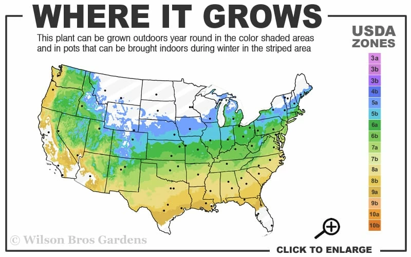 Anne Irene Japanese Maple - 3 Gallon Pot - Image 3