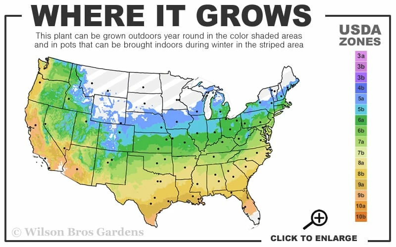 Leonard Messel Star Magnolia - 3 Gallon Pot - Image 3