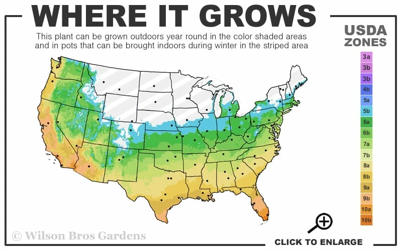 Sweetbay Magnolia - 7 Gallon Pot (5-6') - Image 3