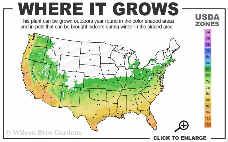 Winter's Snowman Camellia Hybrid - 3 Gallon Pot - Image 3