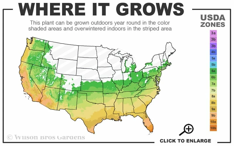 April Pink Cold Hardy Camellia Japonica - 1 Gallon Pot - Image 3