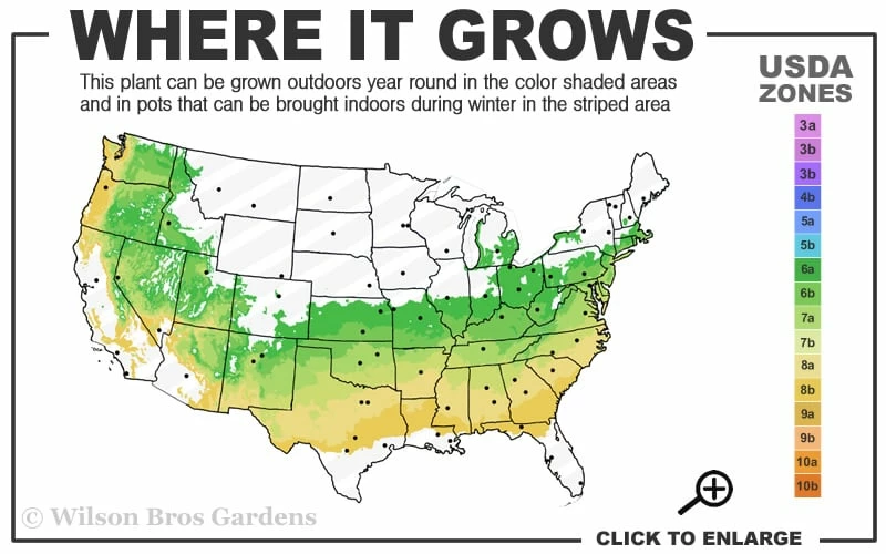 American Snowbell Tree (Styrax Americanus) - 3 Gallon Pot - Image 3