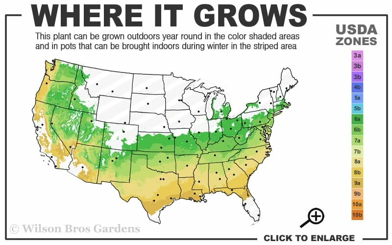 Summer Ice Daphne - 5 Gallon Pot - Image 3