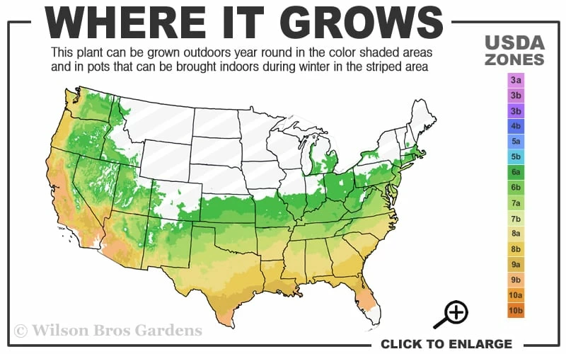 Arctic Rose Cold Hardy Red Camellia - 1 Gallon Pot - Image 3