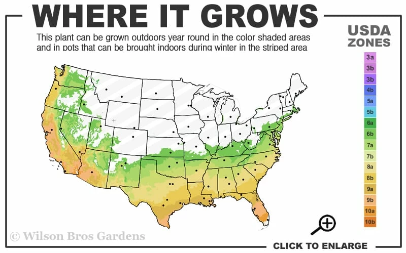 Arctic Dawn Cold Hardy Pink Camellia Hybrid - 1 Gallon Pot - Image 3