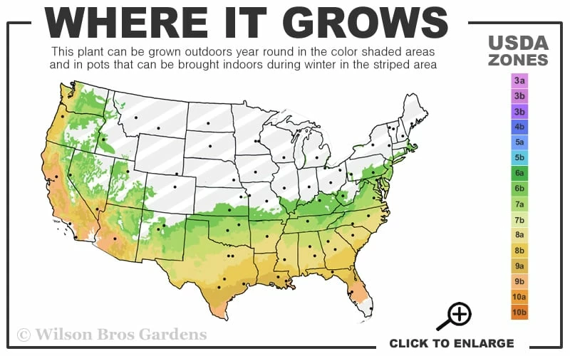 Autumn Pink Icicle Cold Hardy Camellia - 7 Gallon Pot - Image 3