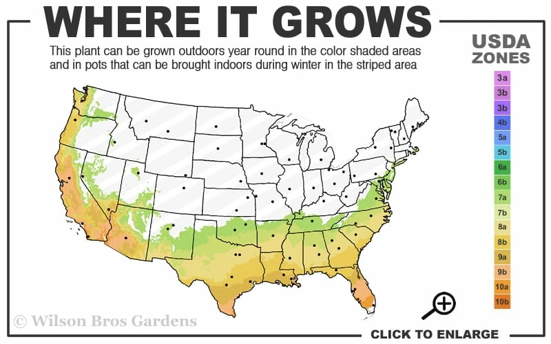 Fruitland's Fortune Tea Olive (Fragrant Osmanthus) - 6-Pack Of 1 Gallon Pots - Image 3