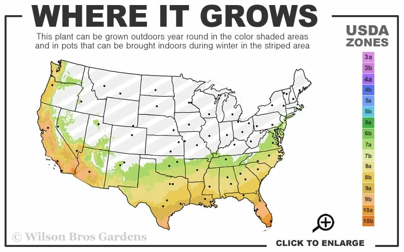 Waxleaf Ligustrum - 1 Gallon Pot - Image 3
