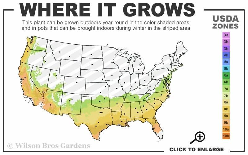 Snow N Summer Asiatic Jasmine - 15 Count Flat Of Quart Pots - Image 3