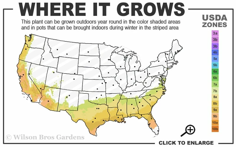 Dorothy Zerkowski Camellia Japonica - 3 Gallon Pot - Image 3