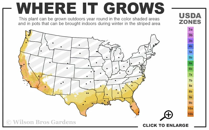 Look Again Camellia Japonica - 1 Gallon Pot - Image 3