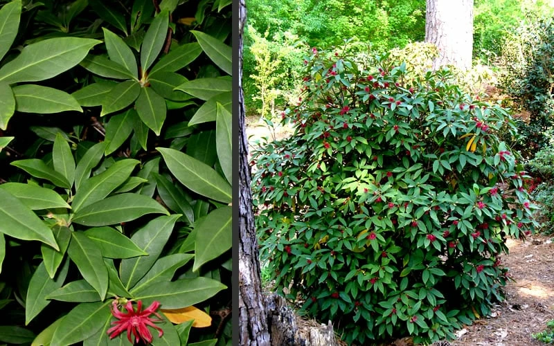 Florida Anise - Illicium Floridanum - 6 Pack Of 1 Gallon Pots - Image 5