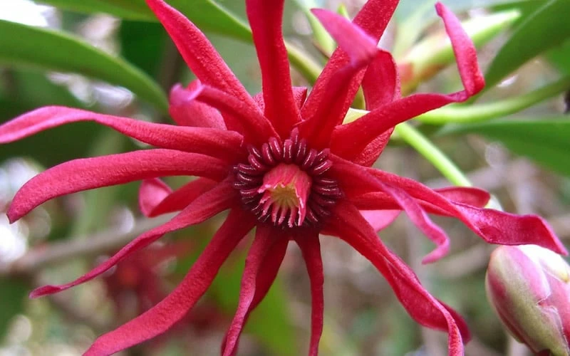 Florida Anise - Illicium Floridanum - 6 Pack Of 1 Gallon Pots - Image 7