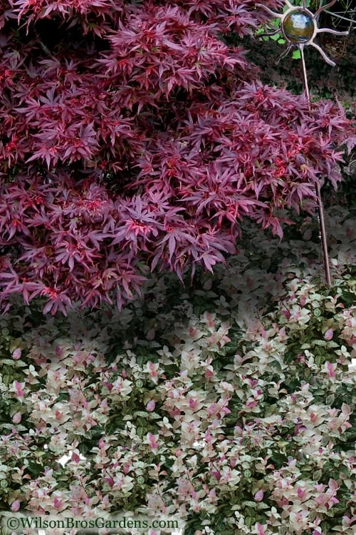 Snow N Summer Asiatic Jasmine - 15 Count Flat Of Quart Pots