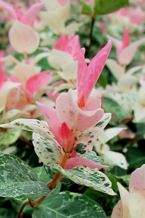 Snow N Summer Asiatic Jasmine - 15 Count Flat Of Quart Pots - Image 6