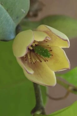 Everblooming Banana Shrub - Michelia Figo 'Hagiwara' - 3 Gallon Pot