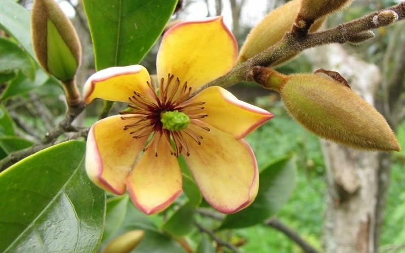 Banana Shrub - 3 Gallon Pot - Image 4