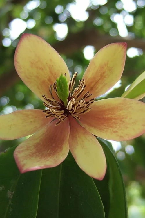 Banana Shrub - 3 Gallon Pot