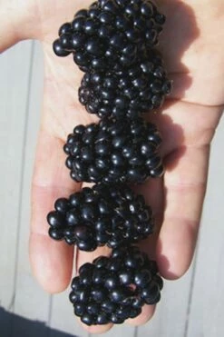 Apache Thornless Blackberry - 2 Gallon Pot