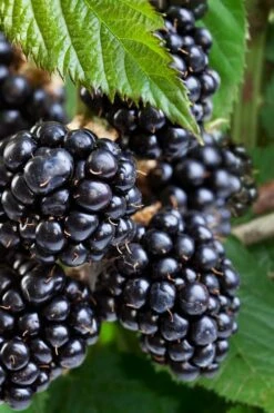 Navaho Thornless Blackberry - 1 Gallon Pot