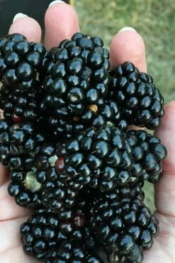 Prime Ark Freedom Blackberry Plant - 1 Gallon Pot