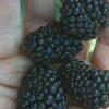 Prime Ark Traveler Blackberry Plant - 2 Gallon Pot