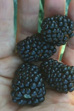 Prime Ark Traveler Blackberry Plant - 2 Gallon Pot
