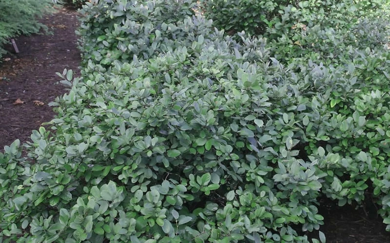 Blue Mist Fothergilla - 3 Gallon Pot - Image 6