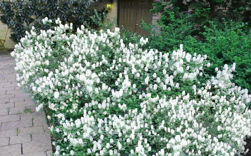 Blue Mist Fothergilla - 3 Gallon Pot - Image 5