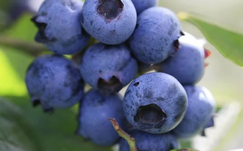 Delite Rabbiteye Blueberry - 1 Gallon Pot - Image 4