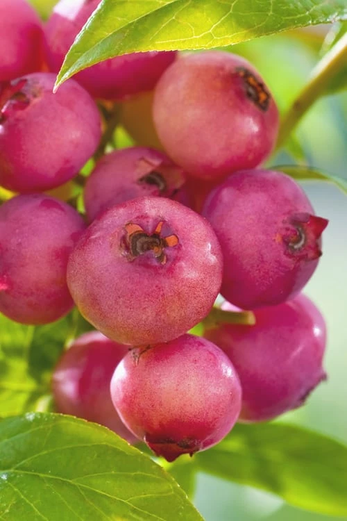 Pink Lemonade Blueberry - 6 Pack Of 1 Gallon Pots - Image 5