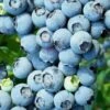 Brightwell Rabbiteye Blueberry - 3 Gallon Pot