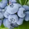 Vernon Rabbiteye Blueberry - 6 Pack Of 1 Gallon Pots