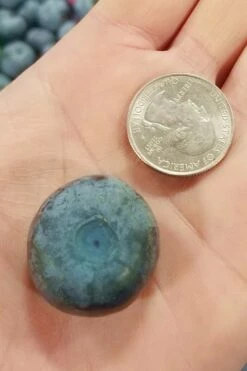 Titan Blueberry - 6 Pack Of 1 Gallon Pots