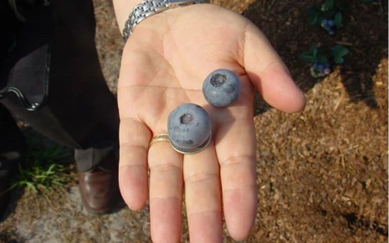 Titan Blueberry - 1 Gallon Pot - Image 5