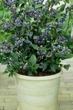 Top Hat Dwarf Blueberry - 1 Gallon Pot