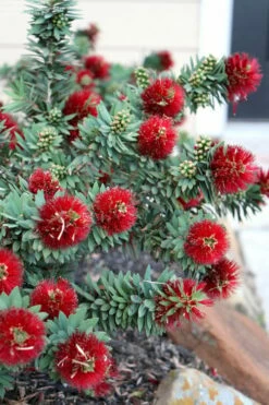 Little John Dwarf Red Bottlebrush (Callistemon Citinus) - 1 Gallon Pot