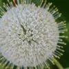 Buttonbush (Cephalanthus Occidentalis) - 3 Pack Of 1.5 Quart Pots