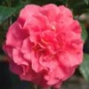 Ack-Scent Fragrant Pink Camellia Japonica - 3 Gallon Pot