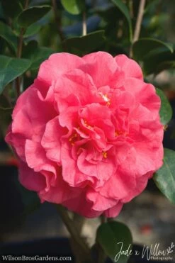 Ack-Scent Fragrant Pink Camellia Japonica - 3 Gallon Pot