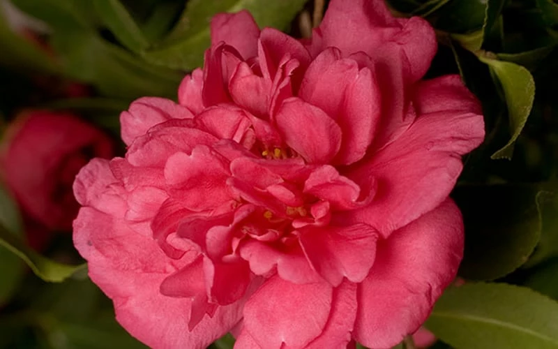 Alabama Beauty Camellia Sasanqua - 1 Gallon Pot - Image 4