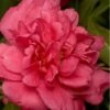 Alabama Beauty Camellia Sasanqua - 1 Gallon Pot